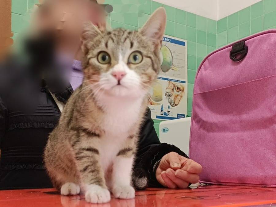Adozione gatto, maschio, Razza sconosciuta Razza sconosciuta, 6 mesi, taglia non valida, Monza