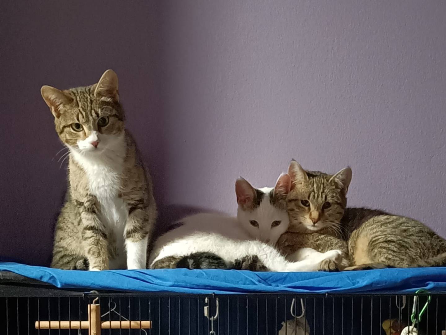 Adotta un gatto, maschio, 6 mesi, Monza