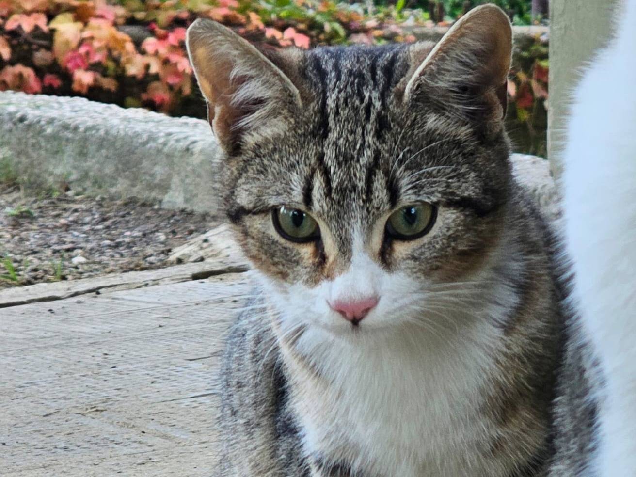 Adotta un gatto, taglia non valida, maschio, Monza