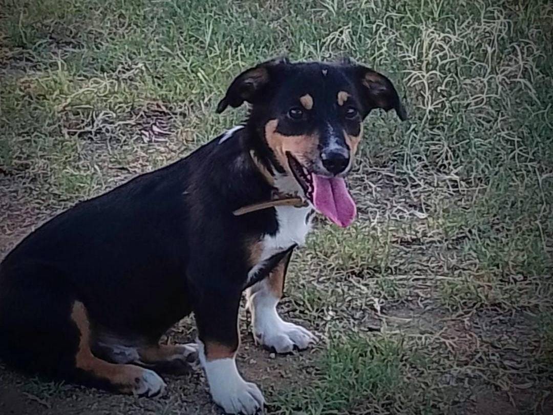 Vuoi adottare un cane a Crotone?