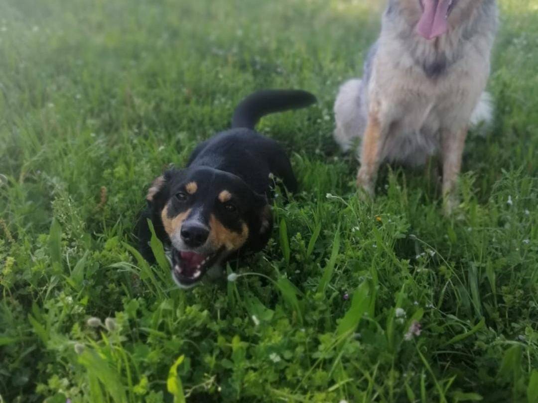 Adotta il cane Oscar a Crotone