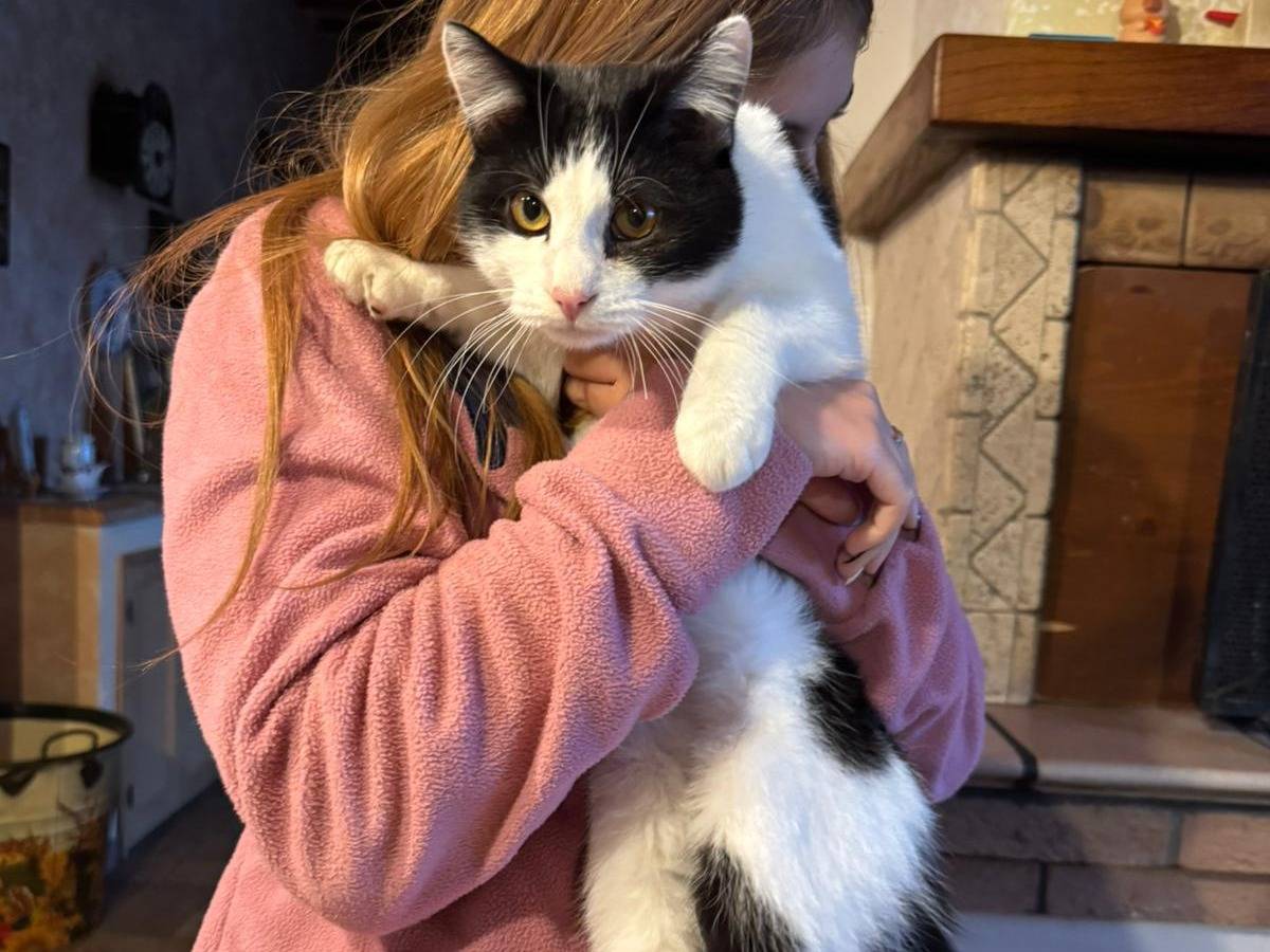 Adozione gatto, maschio, Razza sconosciuta Razza sconosciuta, 8 mesi, taglia non valida, Ancona