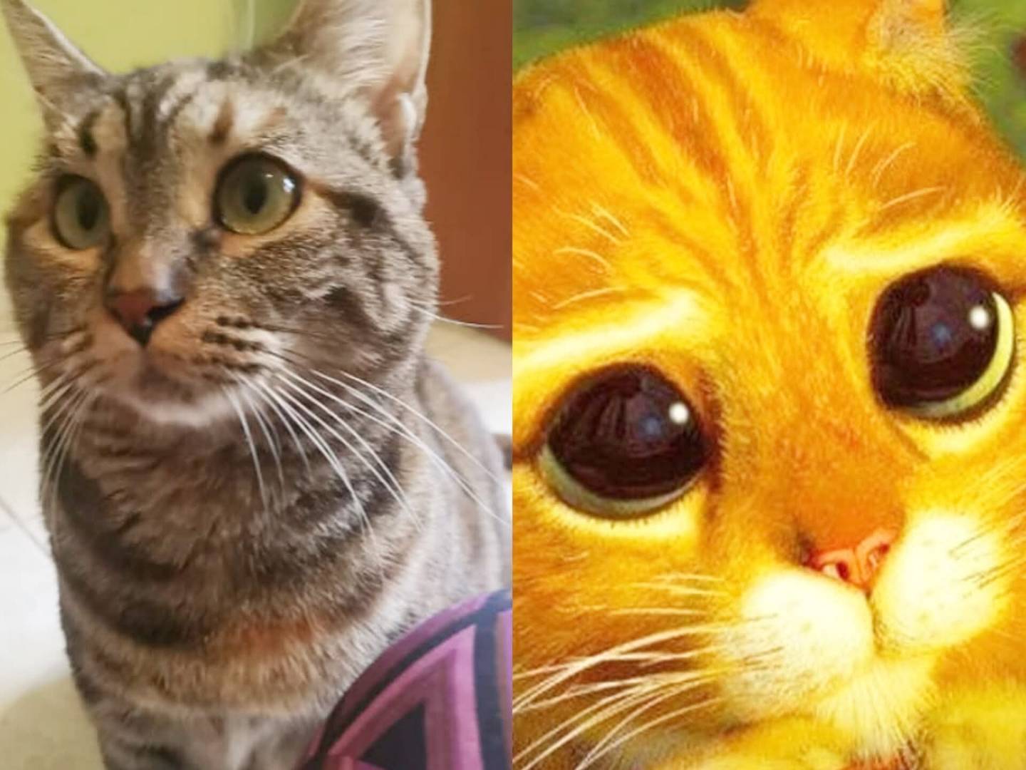 Vuoi adottare un gatto a Torino?