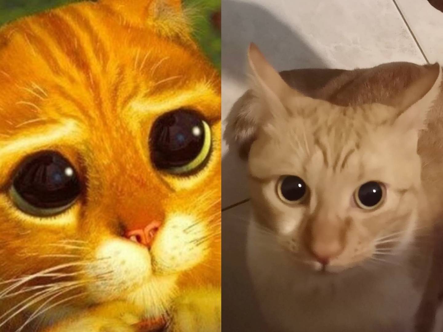 Adotta il gatto Dora e Mora a Torino