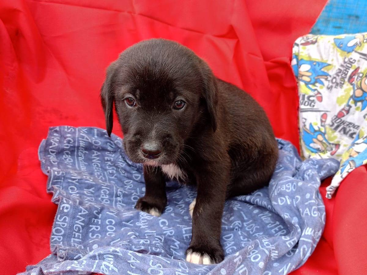 Adozione cane, maschio, Razza sconosciuta Razza sconosciuta, 2 mesi, taglia media, Vibo