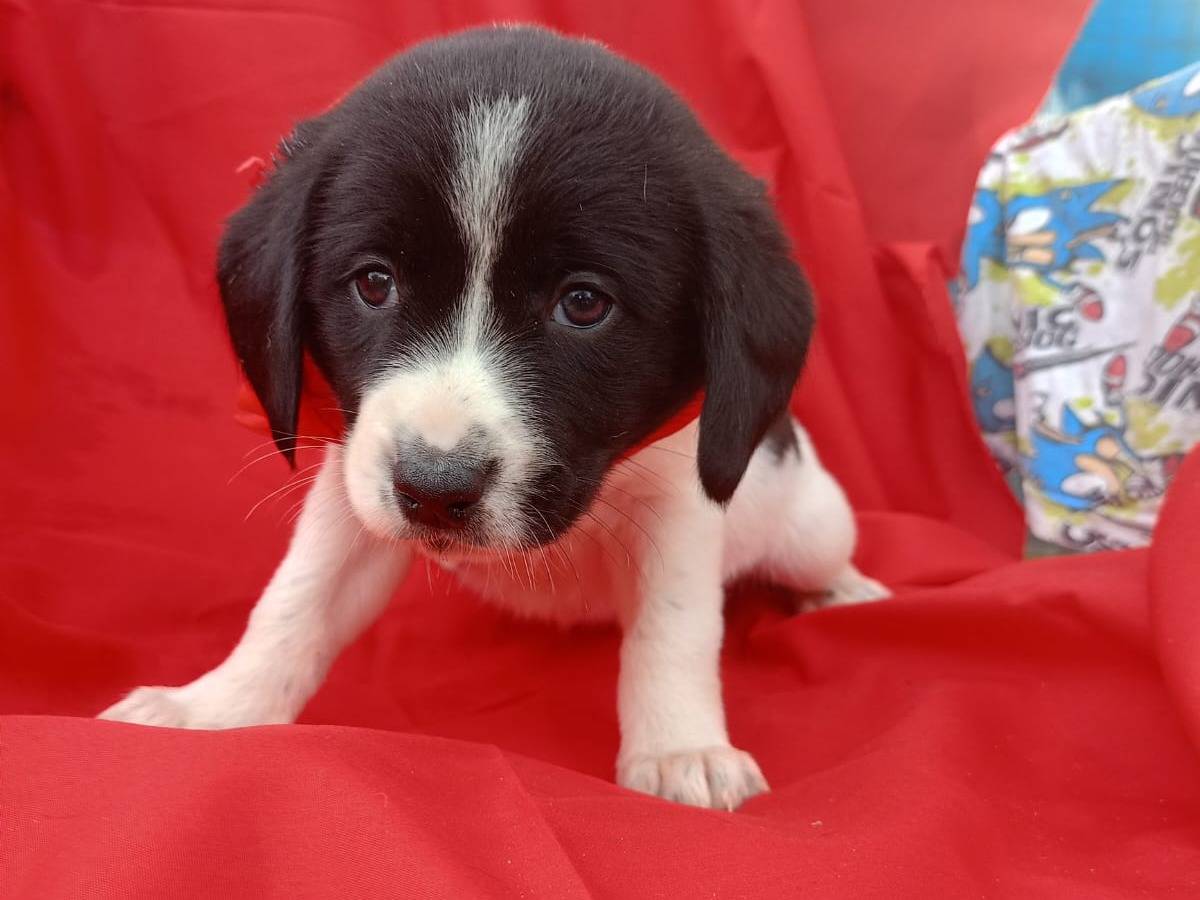 Adozione cane, femmina, Razza sconosciuta Razza sconosciuta, 2 mesi, taglia media, Vibo