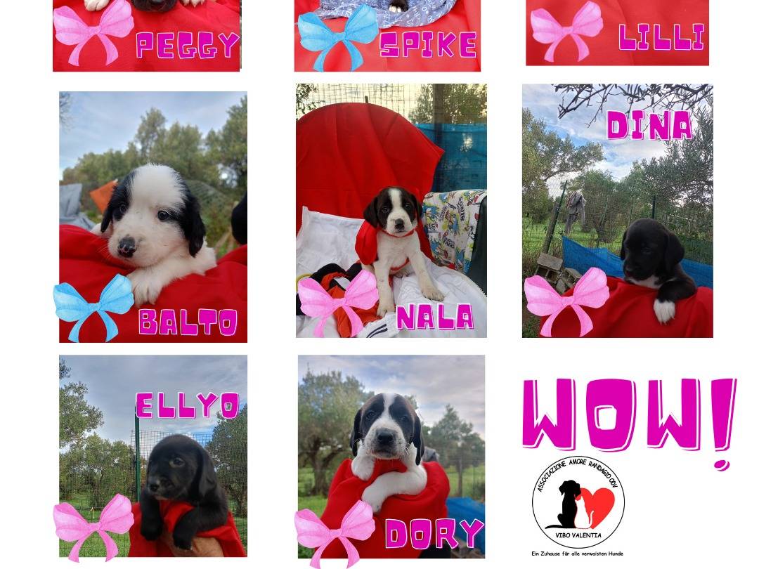 Adotta un cane, taglia media, femmina, Vibo