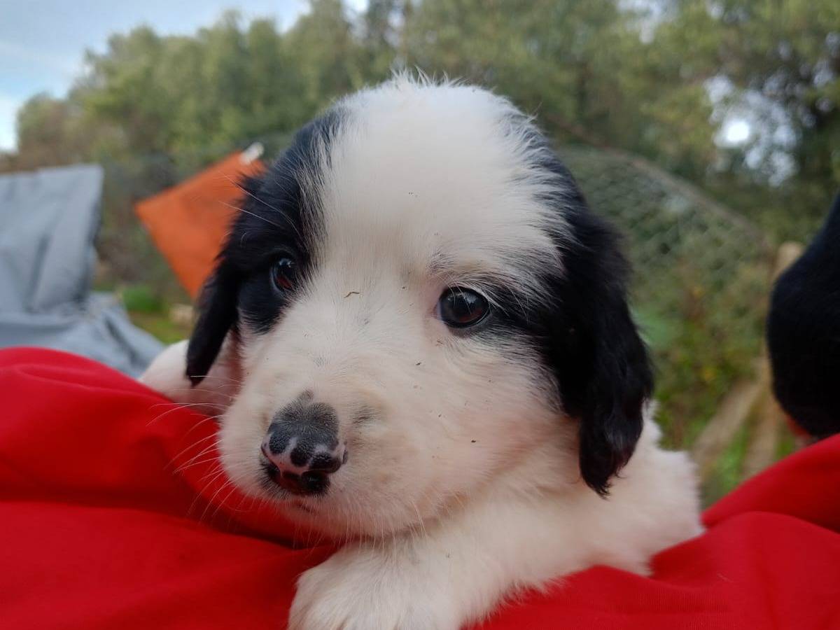 Adozione cane, maschio, Razza sconosciuta Razza sconosciuta, 2 mesi, taglia media, Vibo