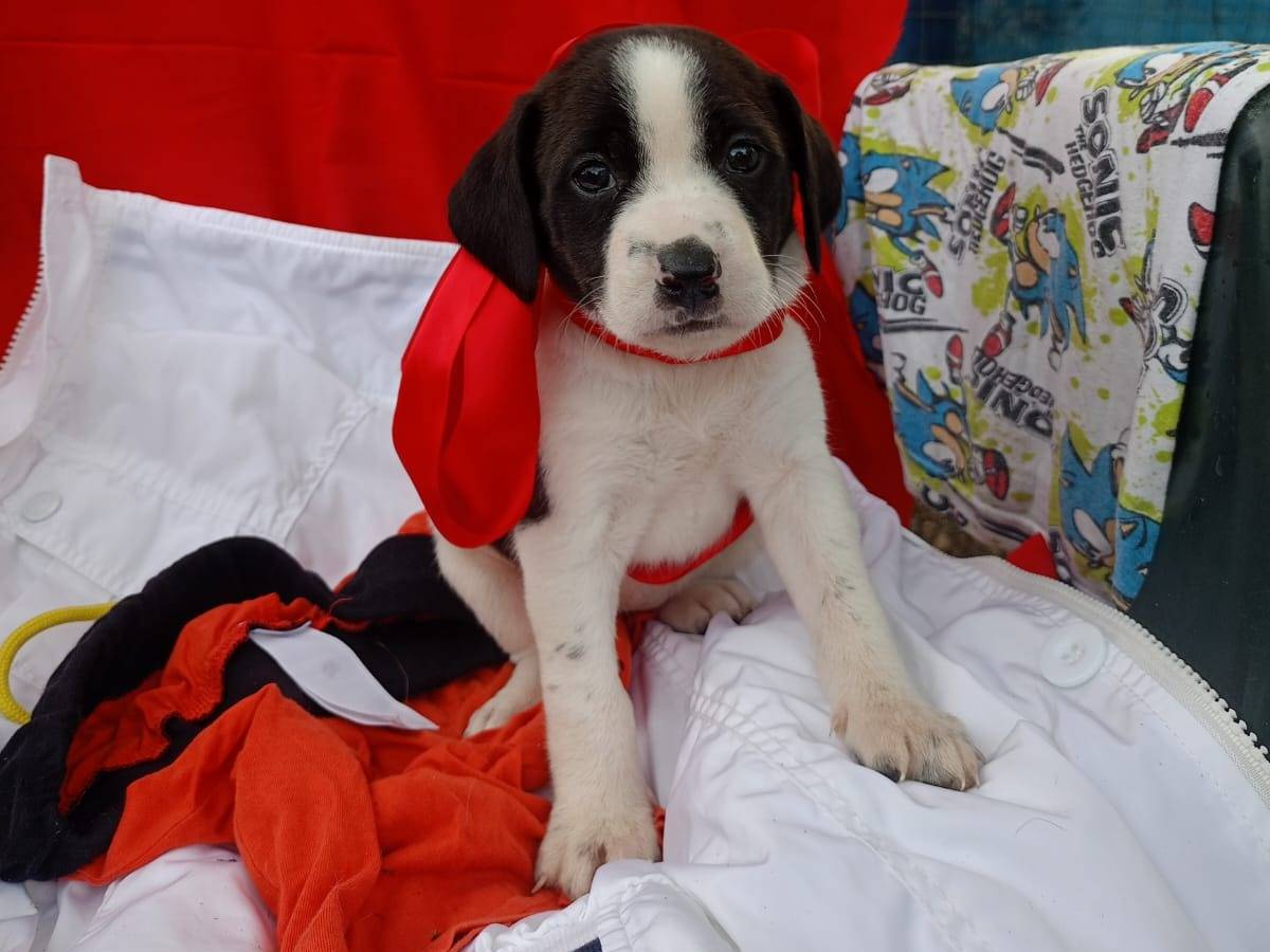 Adozione cane, femmina, Razza sconosciuta Razza sconosciuta, 2 mesi, taglia media, Vibo