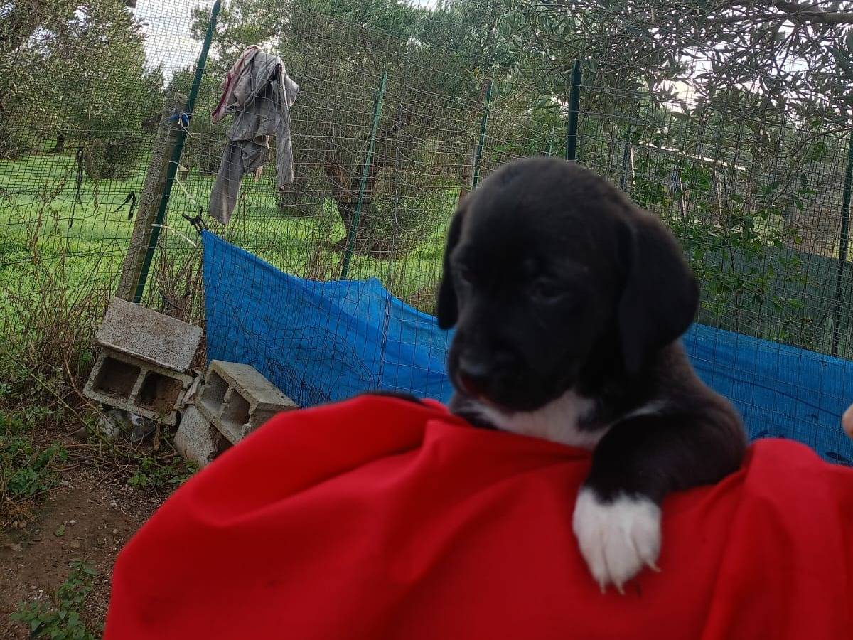 Adozione cane, femmina, Razza sconosciuta Razza sconosciuta, 2 mesi, taglia media, Vibo