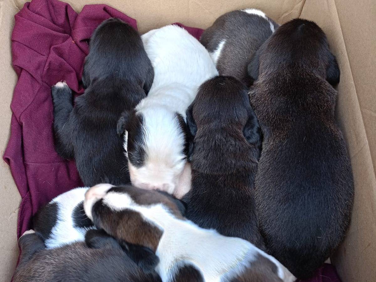 Vuoi adottare un cane a Vibo?