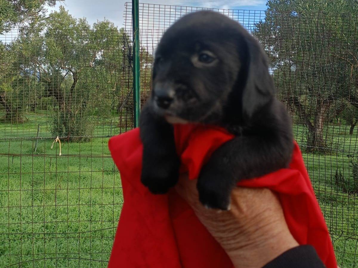 Adozione cane, femmina, Razza sconosciuta Razza sconosciuta, 2 mesi, taglia media, Vibo
