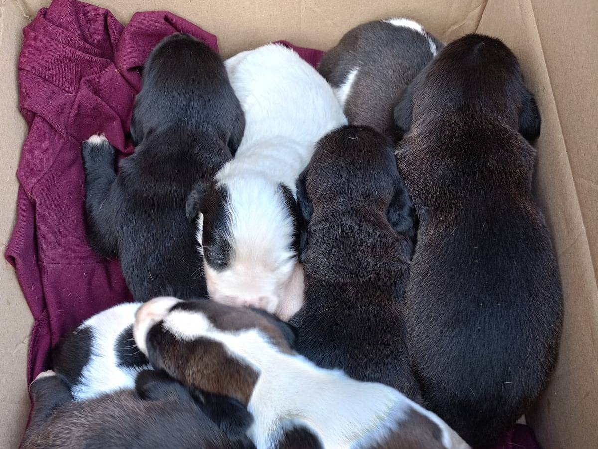 Vuoi adottare un cane a Vibo?