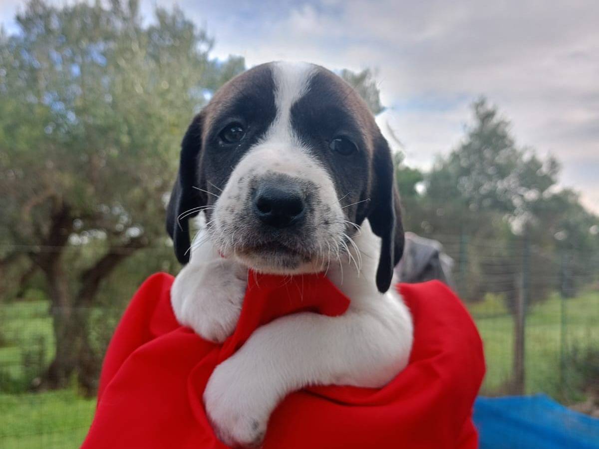 Adozione cane, femmina, Razza sconosciuta Razza sconosciuta, 2 mesi, taglia media, Vibo