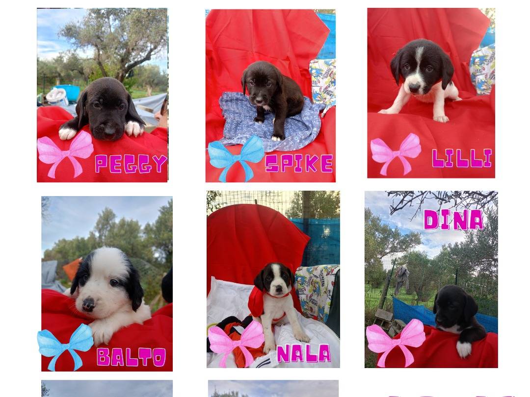 Adotta un cane, femmina, 2 mesi, Vibo