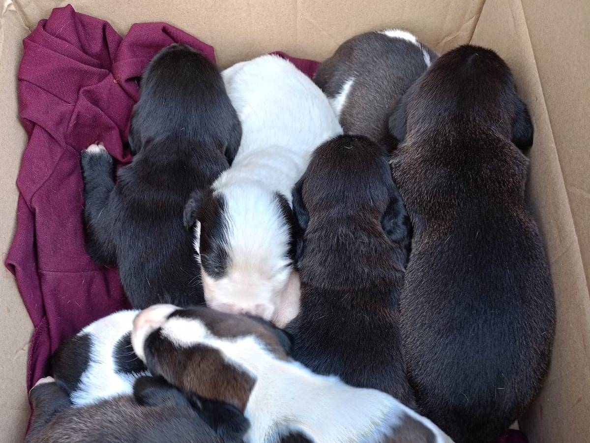 Vuoi adottare un cane a Vibo?