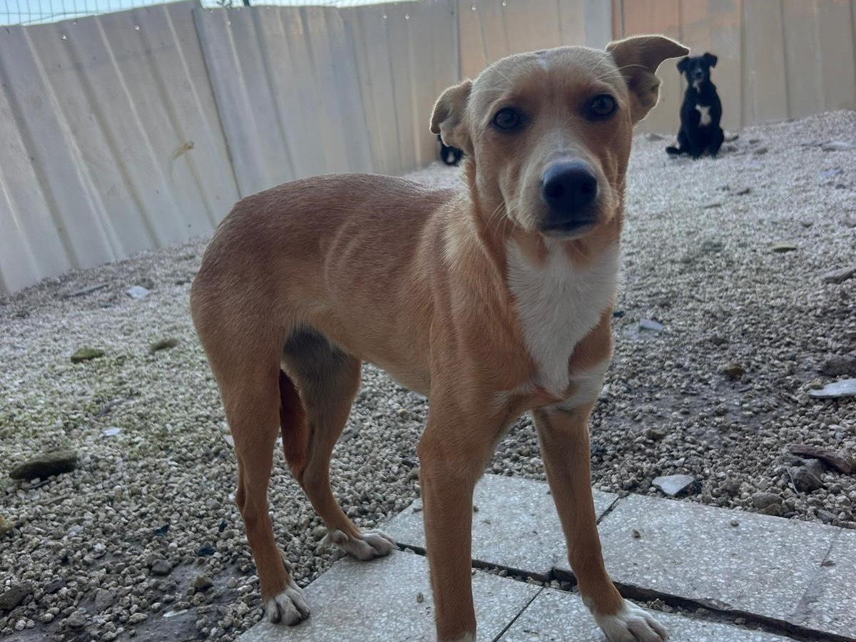 Adozione cane, femmina, Razza sconosciuta Razza sconosciuta, 10 anni e 9 mesi, taglia media contenuta, Siracusa