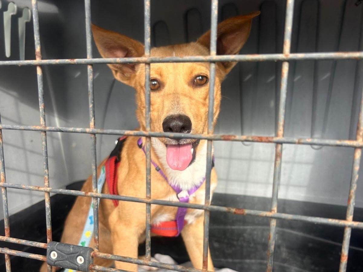 Adotta un cane, taglia media contenuta, femmina, Siracusa