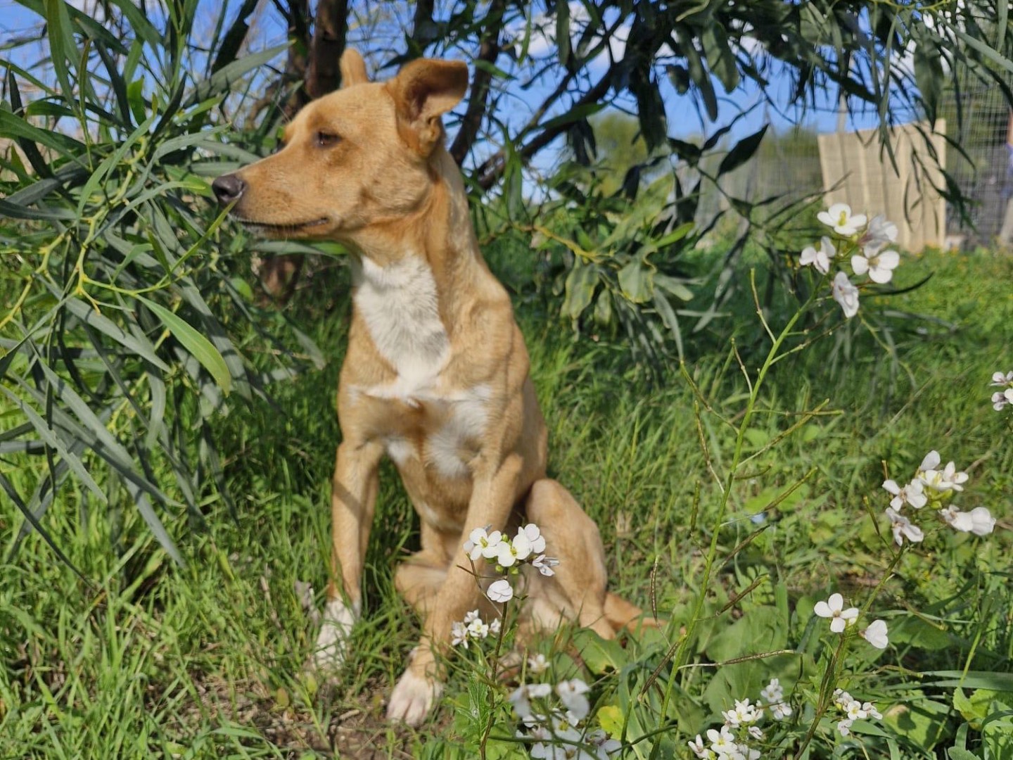 Vuoi adottare un cane a Siracusa?
