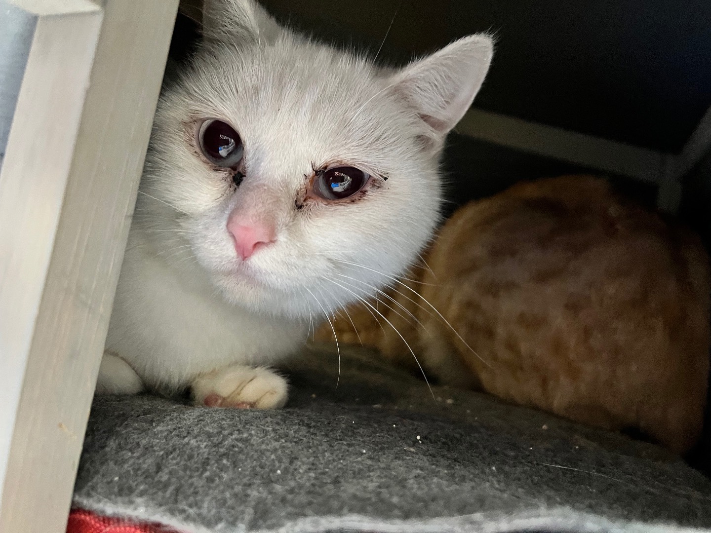 Adotta un gatto, femmina, 3 anni e 1 mese, Padova