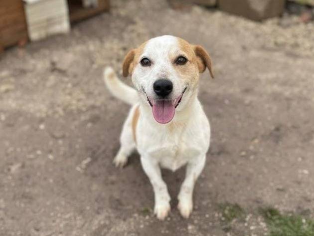 Adozione cane, maschio, Jack Russell Terrier Razza sconosciuta, 6 anni e 3 mesi, taglia piccola, Avellino