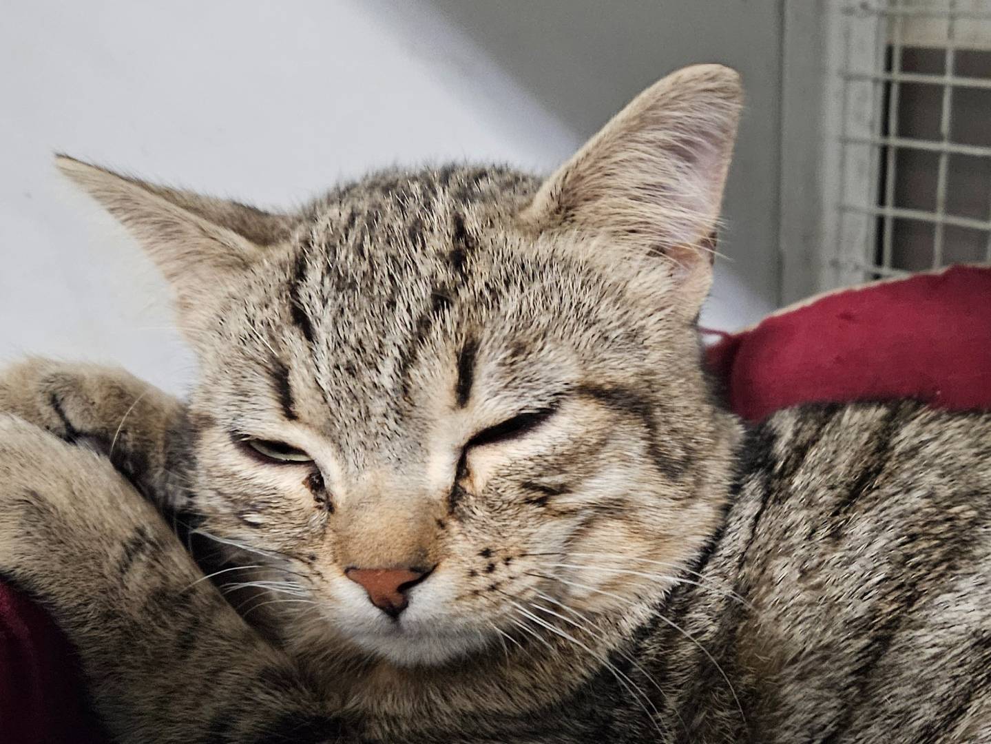 Adotta un gatto, maschio, 7 mesi, Milano