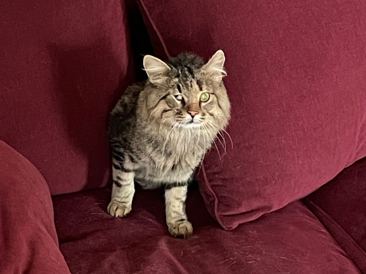 Adozione gatto, maschio, Razza sconosciuta Razza sconosciuta, 5 anni e 1 mese, taglia non valida, Padova