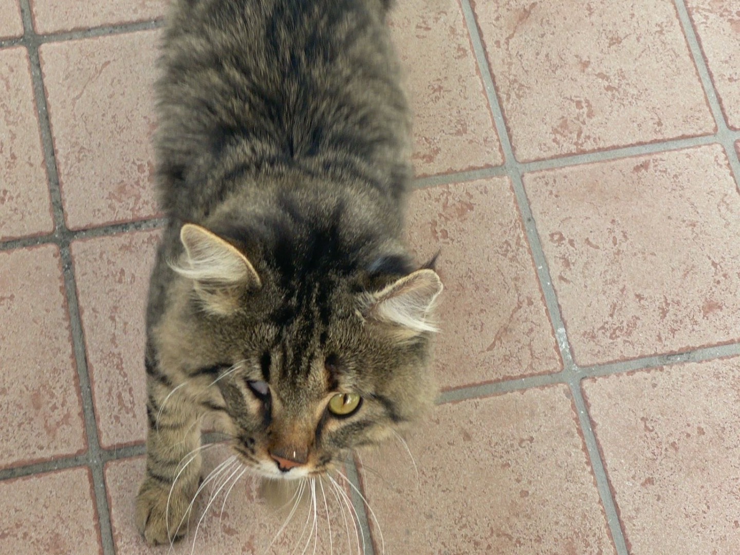 Adotta un gatto, maschio, 5 anni e 1 mese, Padova