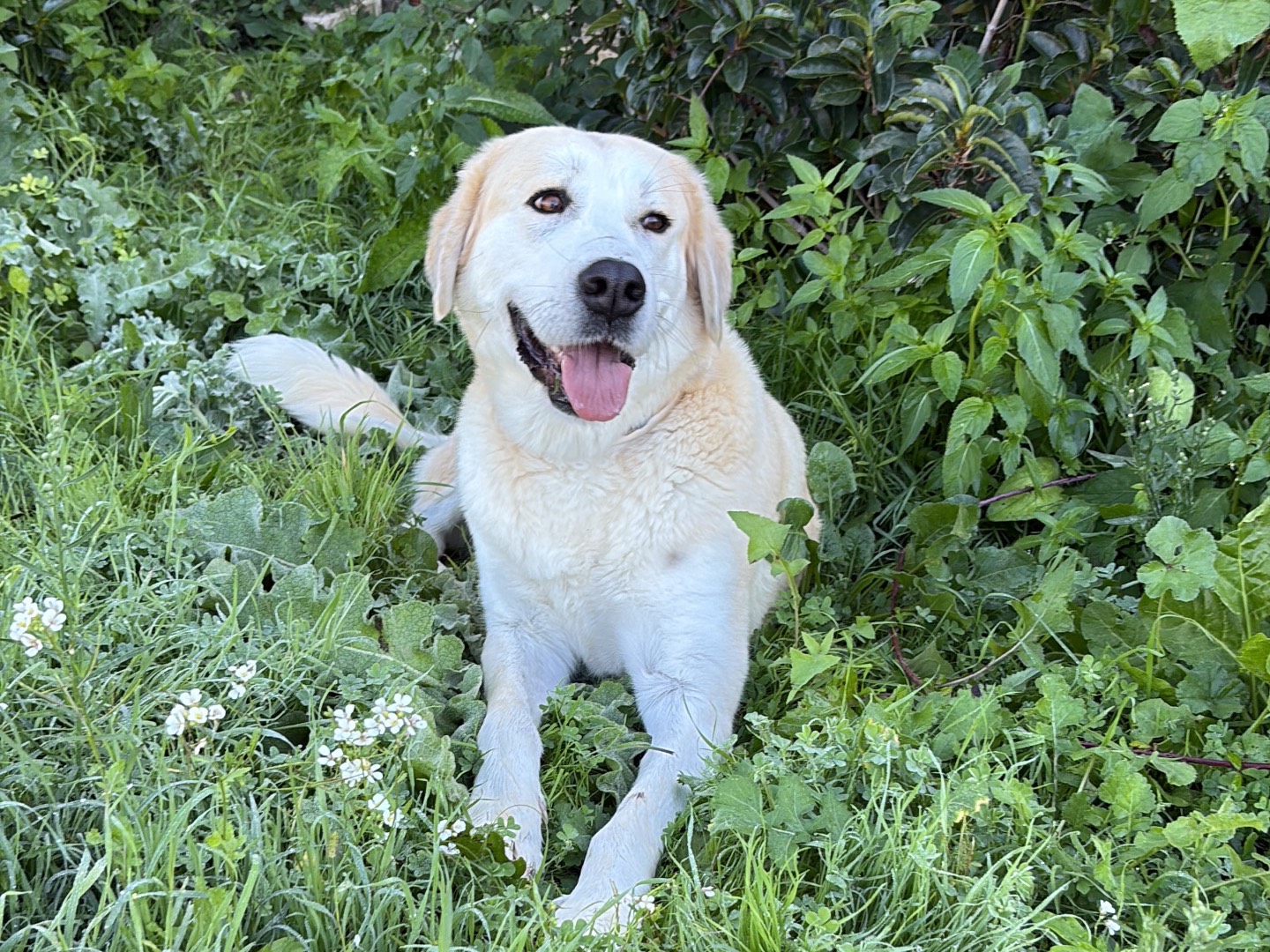 Adozione cane, femmina, Pastore maremmano Razza sconosciuta, 1 anno e 11 mesi, taglia gigante, Siracusa
