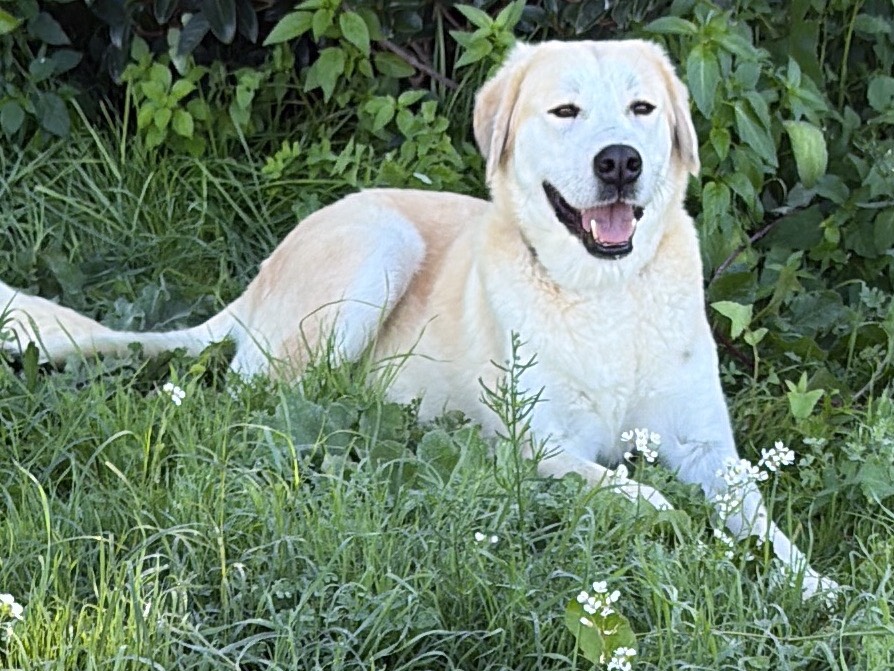 Adotta un cane, femmina, 1 anno e 11 mesi, Siracusa