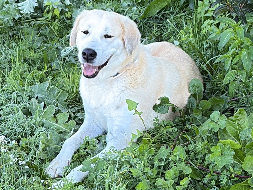 Adotta un cane, taglia gigante, femmina, Siracusa