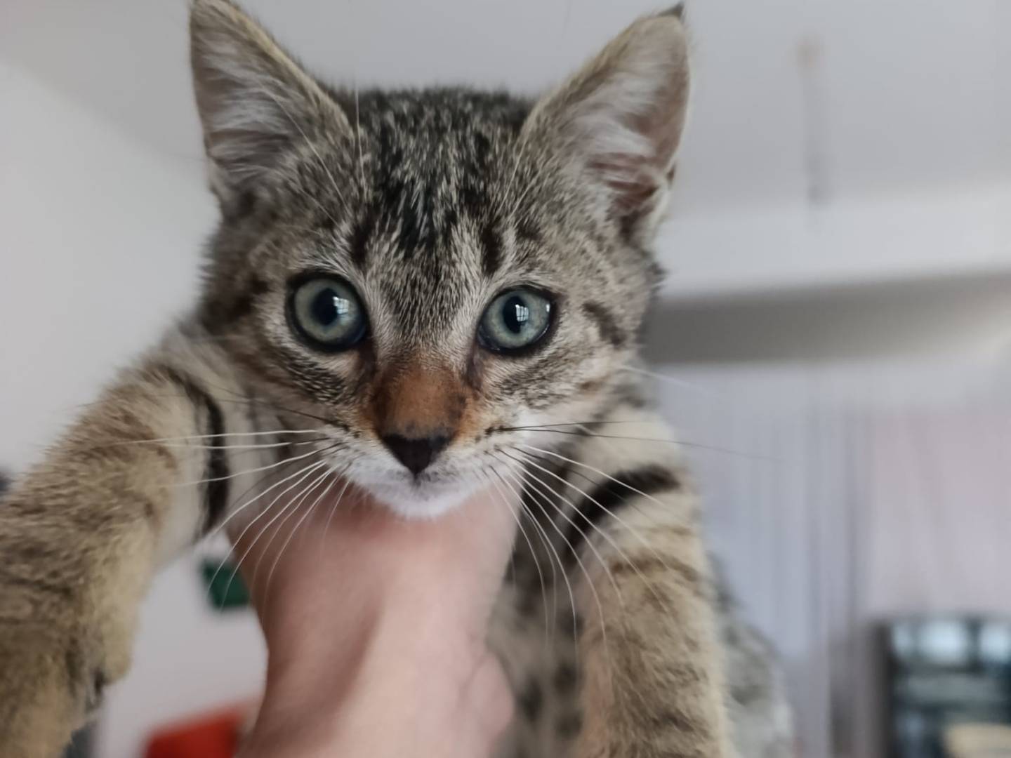 Adozione gatto, femmina, Razza sconosciuta Razza sconosciuta, 3 mesi, taglia non valida, Milano