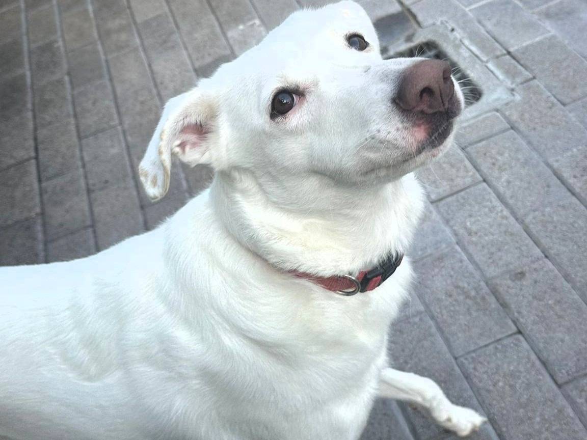 Adotta un cane, femmina, 4 anni e 9 mesi, Milano