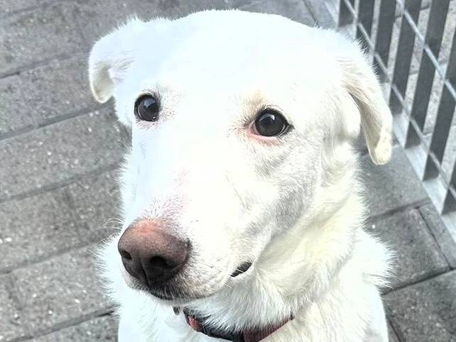 Adotta un cane, taglia media, femmina, Milano