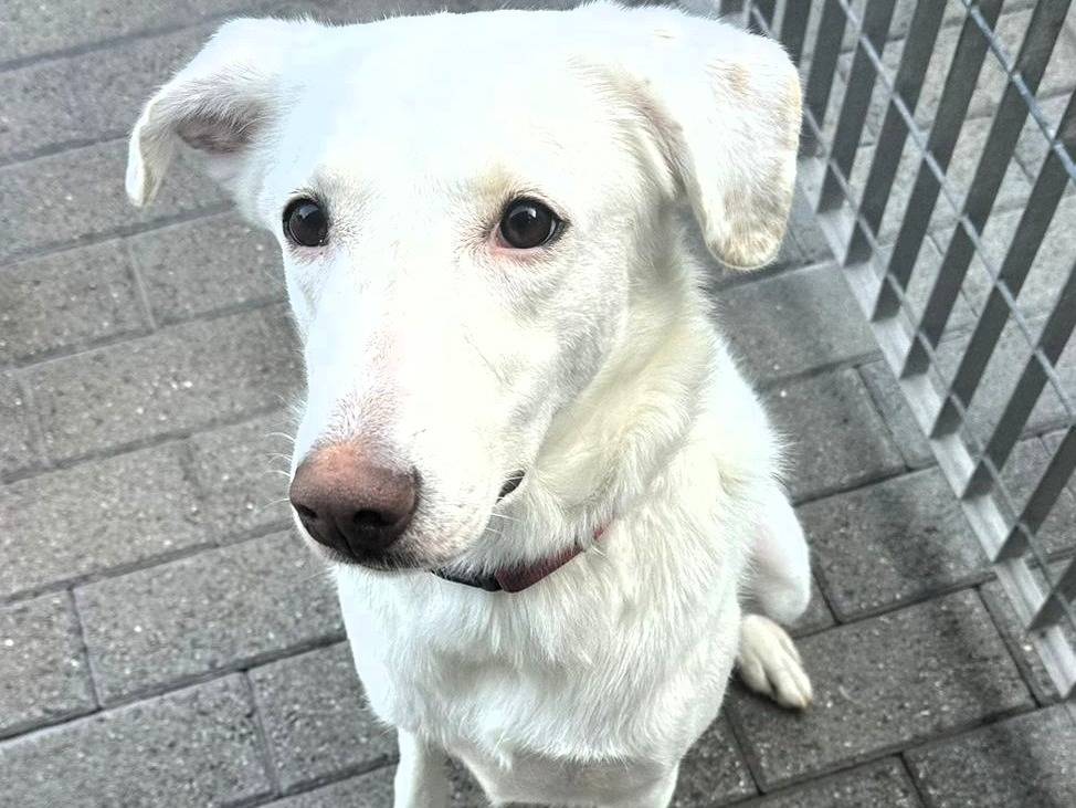 Vuoi adottare un cane a Milano?