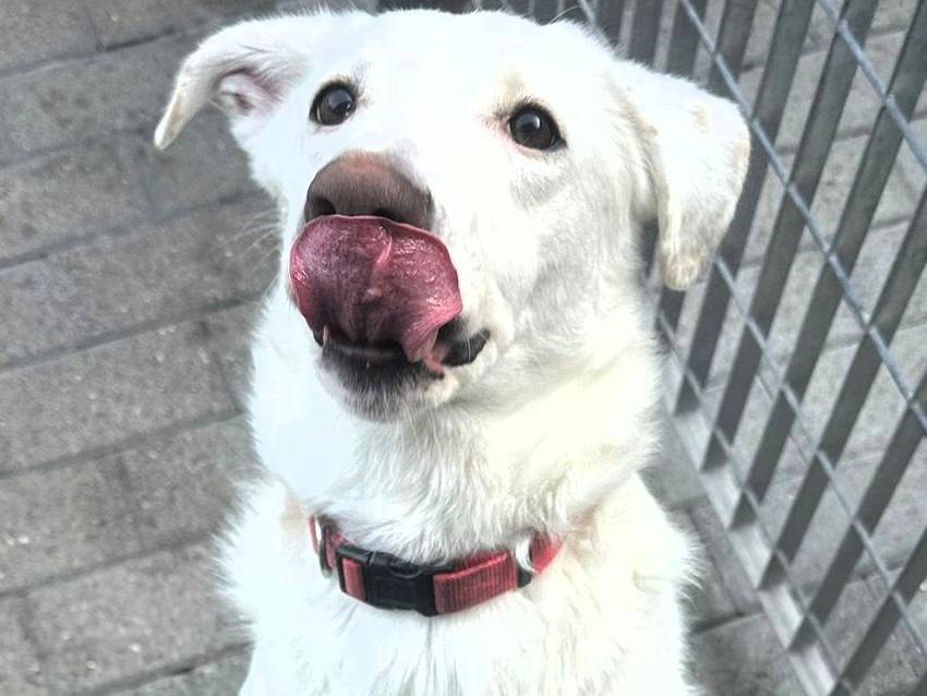 Adotta il cane GENNA a Milano