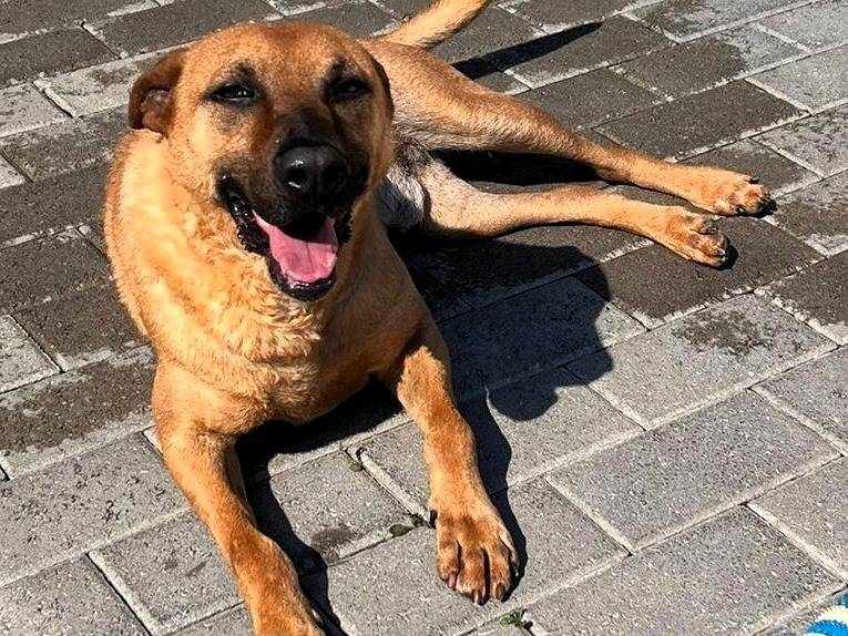 Adozione cane, maschio, Razza sconosciuta Razza sconosciuta, 8 anni e 5 mesi, taglia media, Milano