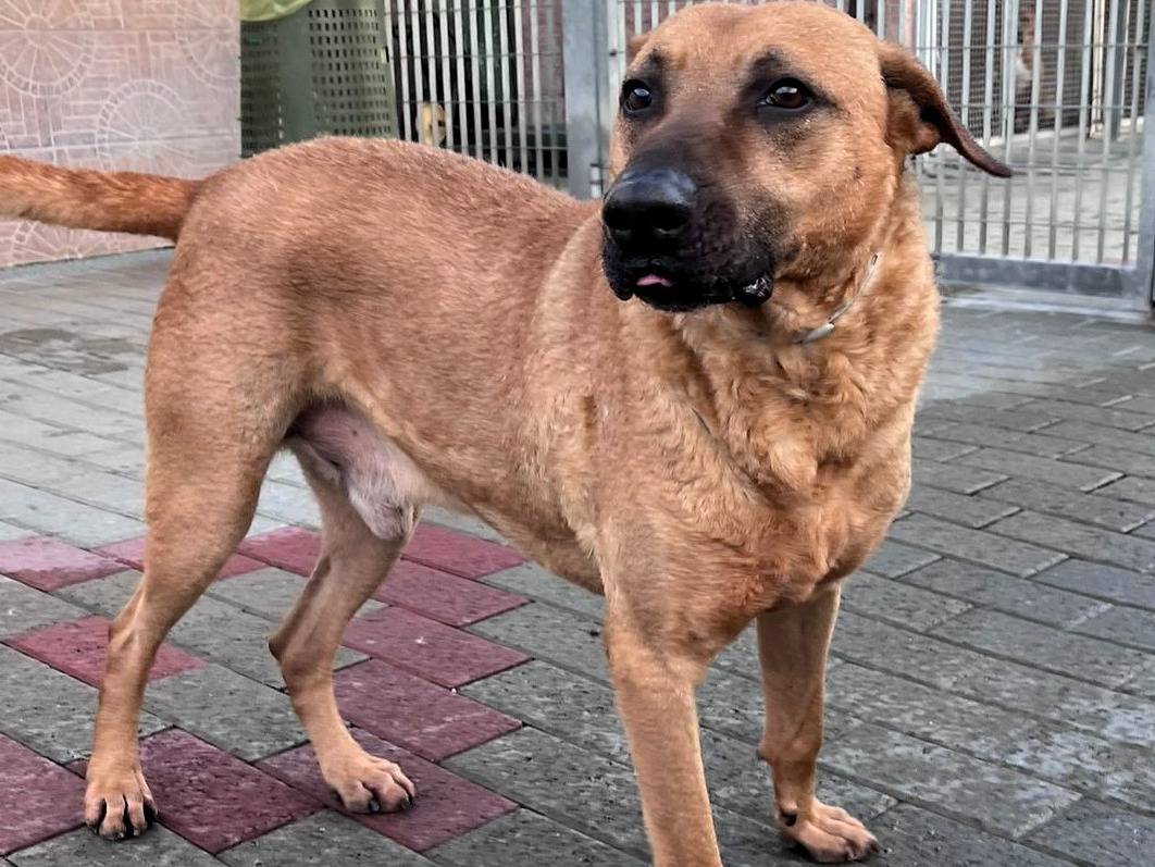 Vuoi adottare un cane a Milano?