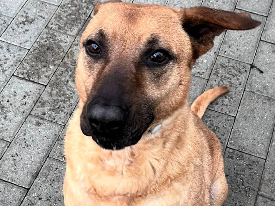 Adotta il cane ARGO a Milano
