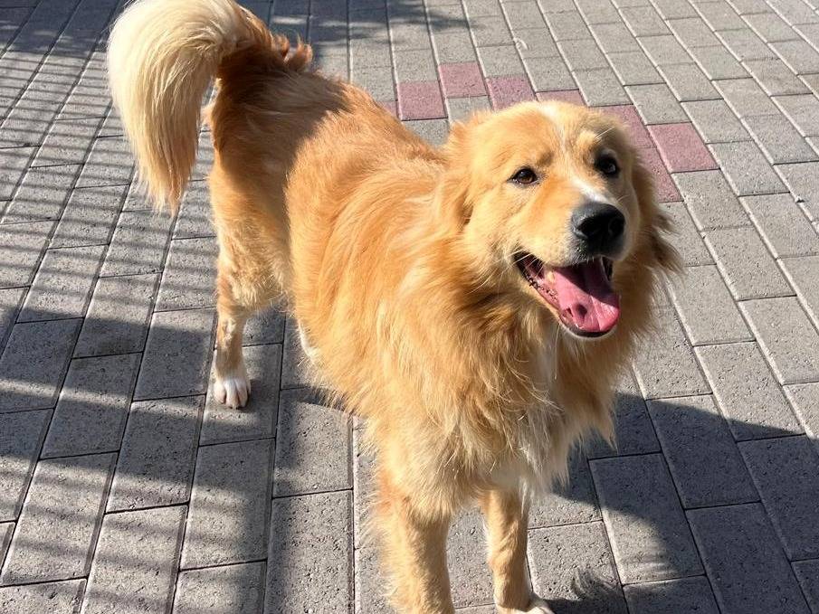 Adotta un cane, maschio, 2 anni e 11 mesi, Milano