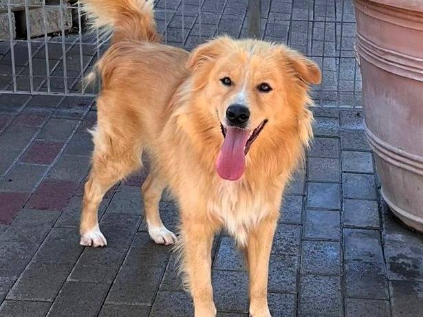 Adotta un cane, taglia media, maschio, Milano