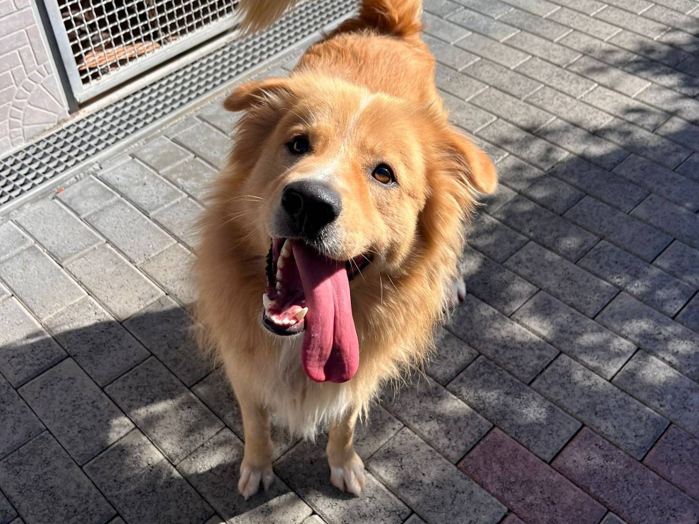 Vuoi adottare un cane a Milano?