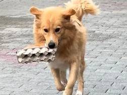 Adotta il cane DIOR a Milano