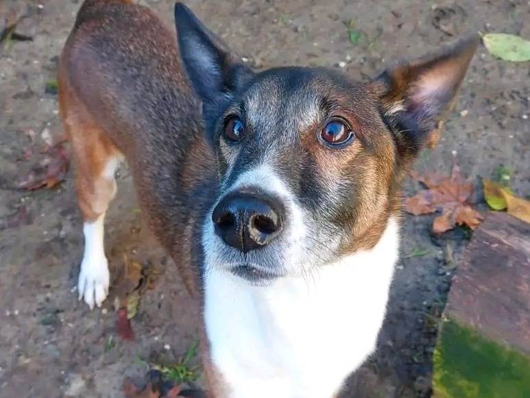 Adozione cane, maschio, Razza sconosciuta Razza sconosciuta, 9 anni e 1 mese, taglia media, Cremona