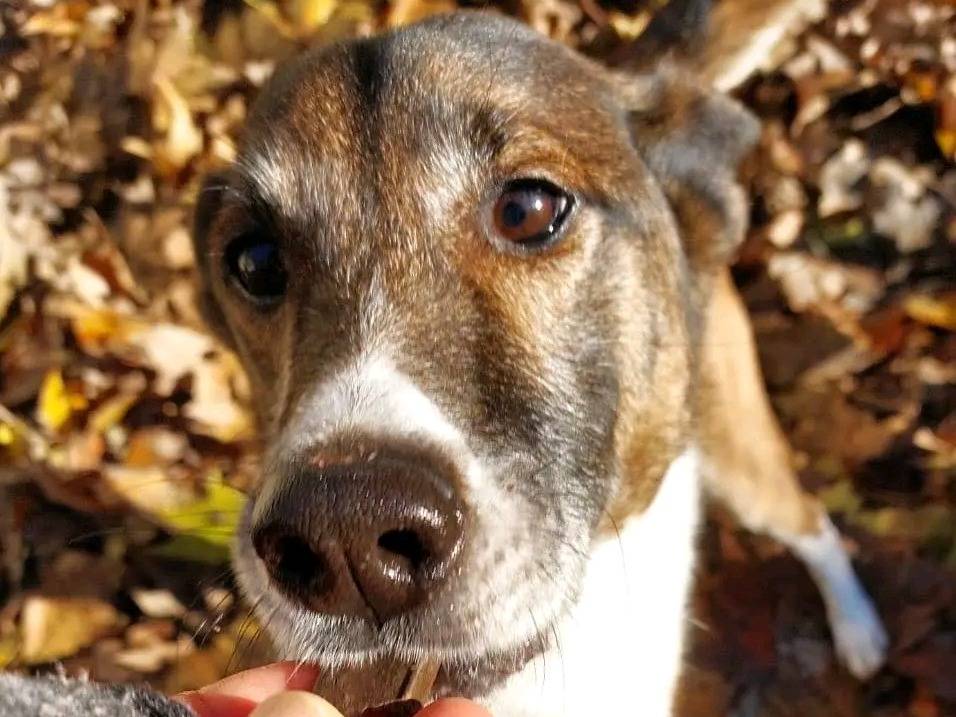 Adotta un cane, maschio, 9 anni e 1 mese, Cremona