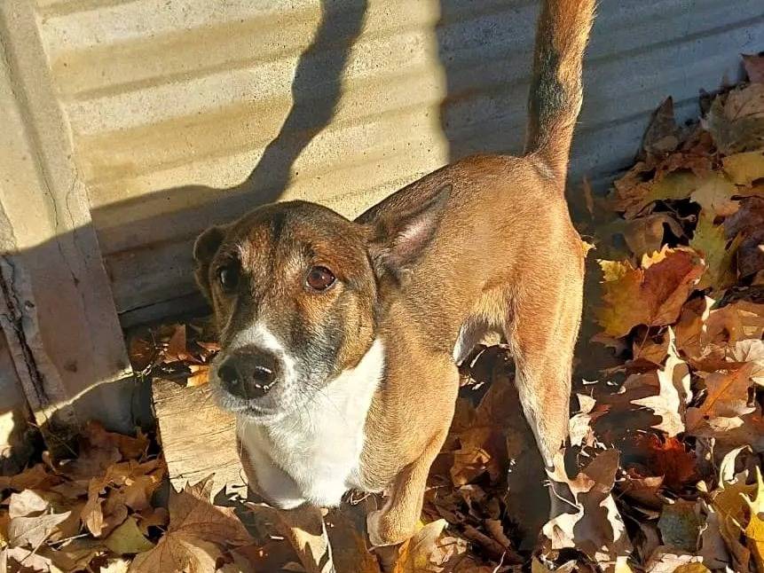 Adotta un cane, taglia media, maschio, Cremona