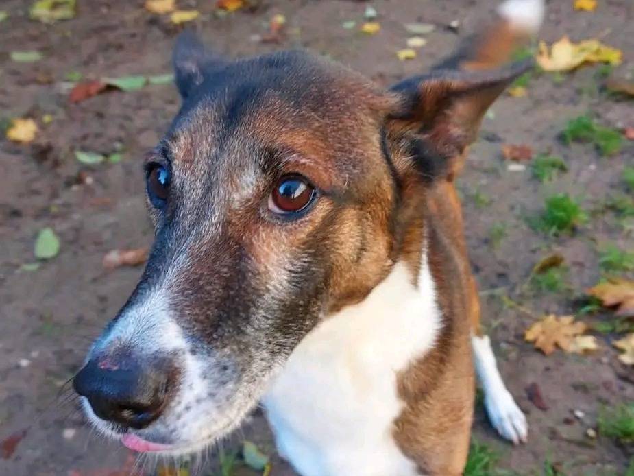 Vuoi adottare un cane a Cremona?