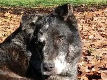 Adozione cane, maschio, Razza sconosciuta Razza sconosciuta, 11 anni e 10 mesi, taglia media, Cremona