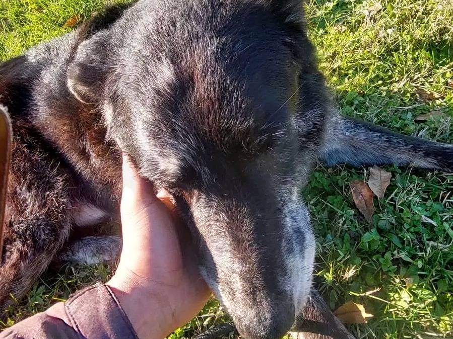 Adotta un cane, taglia media, maschio, Cremona