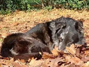 Vuoi adottare un cane a Cremona?